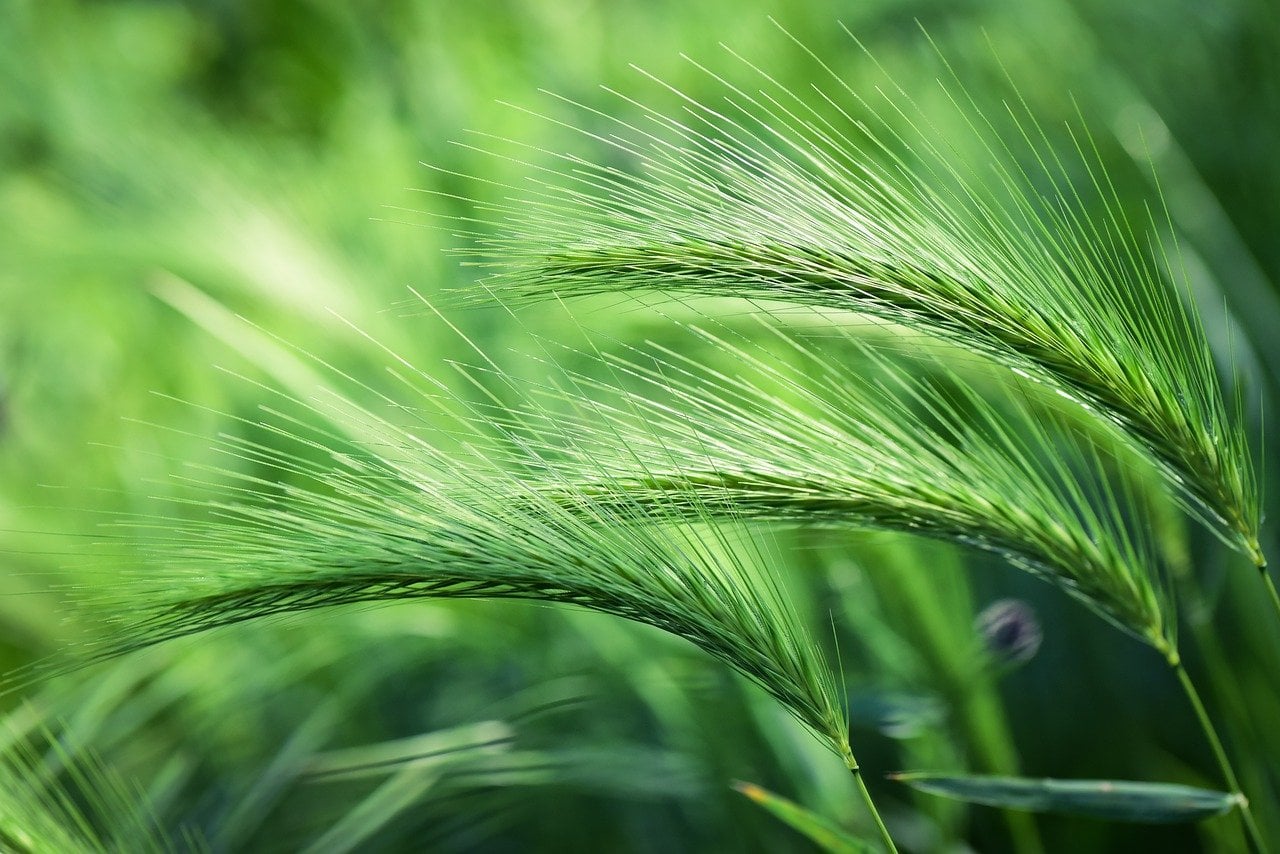 barley-grass-promotes-health-by-supporting-basic-physiological